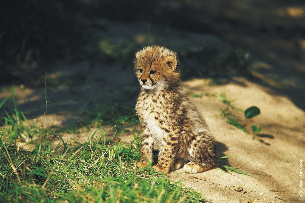 604_cheetah-cub